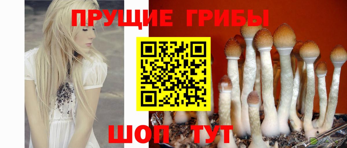 Псилоцибиновые грибы Psilocybine cubensis  Копейск  Псилоцибиновые грибы ЛСД 